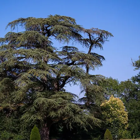 Chateau D'izaute * Caupenne-d'Armagnac