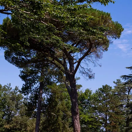 Chateau D'izaute Oda ve Kahvaltı Caupenne-d'Armagnac